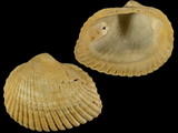 Variation215042