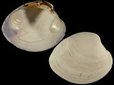 Variation315048