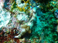 Nembrotha lineolata