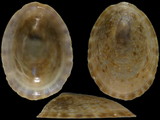 Variation215147