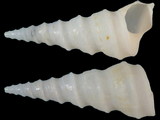 Turritella carinifera