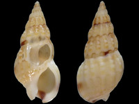 Nassarius capensis