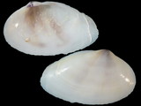Variation115188
