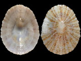 Variation315197