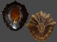 Cymbula oculus