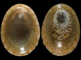 Helcion pruinosus