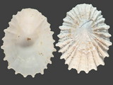 Variation315218