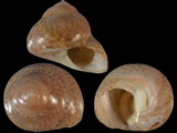Variation215227