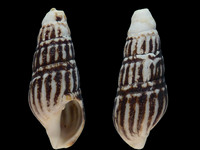 Clionella sinuata
