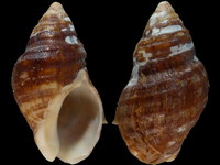 Burnupena cincta