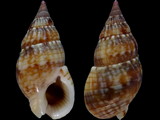 Nassarius gaudiosus