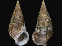 Cerithium adustum