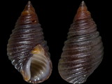 Planaxis obsoletus