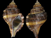 Cymatium vestitum