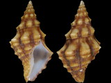 Leucozonia rudis