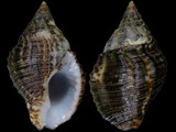 Gemophos gemmatus