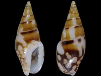 Mitrella elegans baiyeli