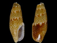 Mitrella guttata