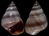 Variation415387