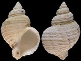 Coralliophila squamosissima