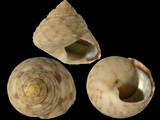 Gibbula philberti