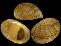 Variation215482