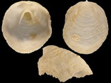 Cheilea equestris