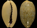 Cypraea errones