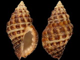 Variation415527