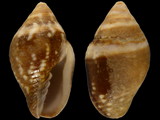 Strigatella decurtata