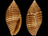 Pseudonebularia pediculus