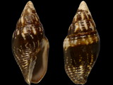 Strigatella scutulata