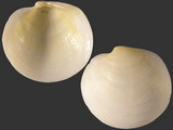 Variation415587