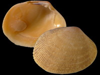 Variation215596