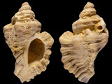 Variation315603