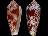 Conus episcopatus