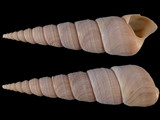 Turritella duplicata