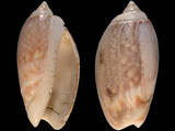 Agaronia gibbosa