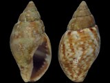 Pisania striata