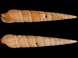Variation215853