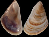 Brachidontes pharaonis