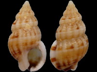 Nassarius incrassatus