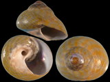 Gibbula richardi