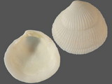 Ctena divergens