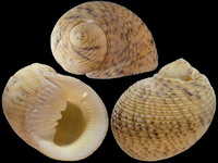Variation116009