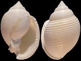 Variation316013