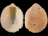 Variation316021