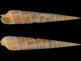 Myurella columellaris