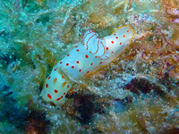 Gymnodoris ceylonica