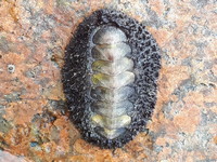 Acanthopleura brevispinosa